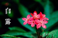 白露節氣:預防肺病保健康