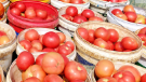 西紅柿為啥不甜