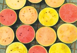 西瓜為何四季甜