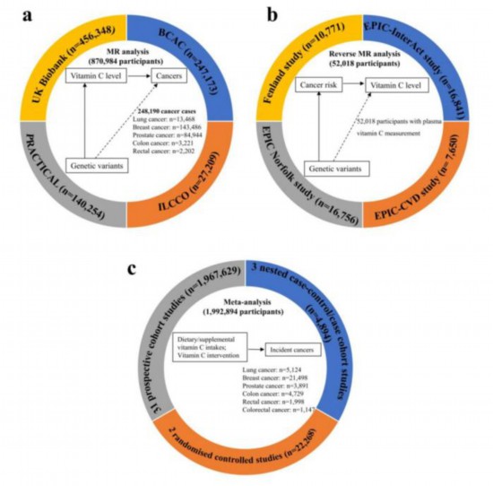 常吃維生素C能抗癌?西湖大學團隊:沒有明確因果關聯